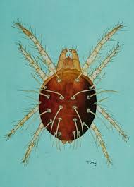 Image result for red mite