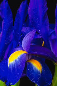 The border bearded iris define a group of iris which are shorter, more slender than the tall bearded, but which bloom in the same season with the tall bearded. Wonderful Blue Iris Flowers Photograph By Garry Gay