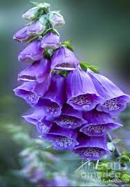 Pin On Flowers Of Eden