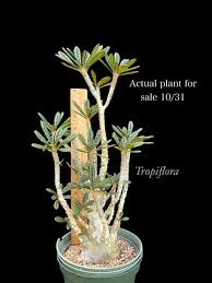 Image result for Dorstenia dinklagei