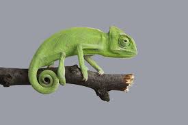 But knowing where to buy one can be a challenge. Create A Habitat For Your Chameleon Reptiles Magazine