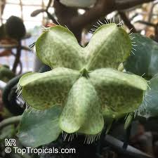 Health, household & baby care. Ceropegia Sandersonii Parachute Plant Umbrella Flower Toptropicals Com