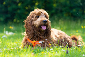 Cockapoo Dog Breed & Adoption Info | Petfinder
