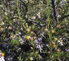 Image result for Felicia filifolia