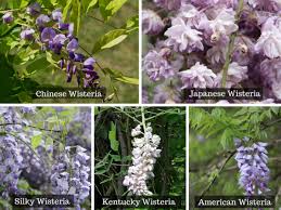 Free nichirin color and appearance reroll code. How To Plant Prune And Care For Wisterias Dengarden