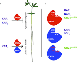 When the pet is loyal, they will give special stats and bonuses to the player. Duplicated Kai2 Receptors With Divergent Ligand Binding Specificities Control Distinct Developmental Traits In Lotus Japonicus Biorxiv