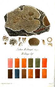 Lichen Color Chart Color Theory Botanical Drawings