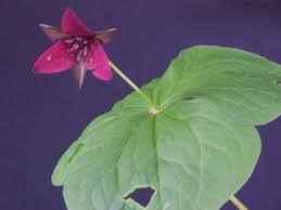 Always looking to improve and expand our range. Wild Things The Truth About Trillium Mlive Com