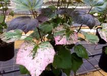 Image result for Summerhayesia