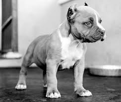 Baby Pitbull Dog Black And White American Pitbull Puppy American Pitbull Puppies Pitbull Puppies Pitbull Puppy