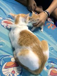 ภาวะฉุกเฉินที่พบได้ในลูกแมว โดย lorie huston, dvm คุณเจ้าของมือใหม่หลายคนต้องเคยประสบปัญหาในการตัดสินใจว่า เอ๊ะ!! à¸›à¸£ à¸à¸©à¸²à¸«à¸¡à¸­