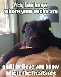 Lol Minipet Online Pet Boutique Is A Melbourne Based For Small Dogs Cats And Their Human Guardians We S Dog Quotes Funny Funny Animal Memes Funny Dogs