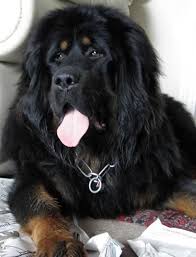 We did not find results for: Black Tibetan Mastiff Puppy Tibetan British Mastiff Large Dog Breeds Tibetan Mastiff