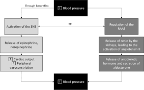 Autonomic Nervous System Activity Changes In Patients With Hypertension And Overweight Role And Therapeutic Implications Cardiovascular Diabetology Full Text