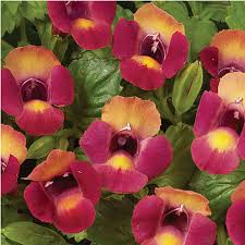 Image result for Torenia thouarsii