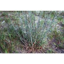 Image result for Schizachyrium