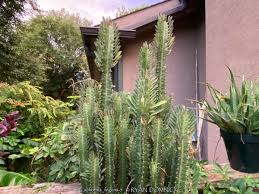Image result for Euphorbia kilwana