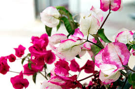 Bougainvillea is long flowering drought tolerant & frost resistant. Flowering Bougainvillea Tips For Flowering Plants All Summer