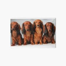 Wire haired dachshund for sale ireland. Long Haired Dachshund Wall Art Redbubble