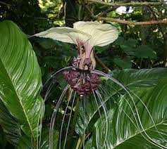 White Bat Flower Tacca Integrifolia At Leu Gardens Bat Flower Plants Bat Plant