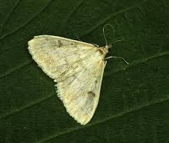 Image result for Anania perlucidalis