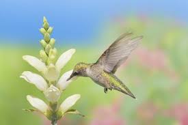 Image result for Blotiella glabra