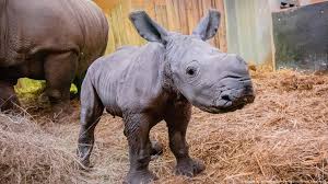 Buy download gallery features news community learn support resources my account sign in. Dortmund Zoo Welcomes Baby White Rhino News Dw 10 01 2020
