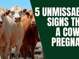 5 Unmissable Signs That A Cow Is Pregnant - Farmhouse Guide