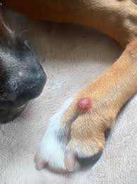 Image result for mastocytoma in dogs