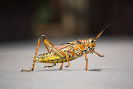 10.700 arter, som omfatter markgræshopper og torngræshopper. Grasshopper Caelifera Characteristics Habitats Amazing Facts Nature Info
