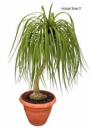 Maybe you would like to learn more about one of these? Ponytail Palm Care Tips Beaucarnea Recurvata Ponytail Palm Palm House Plants Small Palm Trees