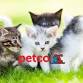 Cat Adoption Day at Petco Patchogue event image