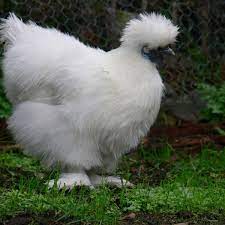 Comprehensive content features over 70 breeds which reveals how, as well as being useful, chickens are interesting and colorful characters. Five Weird And Uncommon Chicken Breeds Owlcation