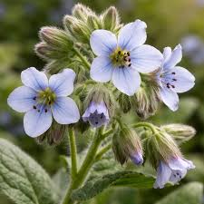 Image result for Trichodesma zeylanicum