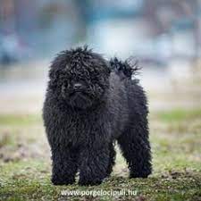 We did not find results for: Hungarian Puli Hungarian Puli Puli Dog Pumi Dog Dog Breeds