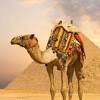 Ride on a camel to experience the beauty of arabian desert as you ride over the rolling dunes. Https Encrypted Tbn0 Gstatic Com Images Q Tbn And9gcrcdzwogt733rf6uok6pa2fkn7ynfl Dzudbjgs4yvmcd4zevnz Usqp Cau