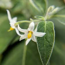 Image result for Solanum chenopodioides
