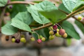 Image result for Grewia glandulosa