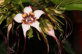 Image result for Strophanthus bequaertii