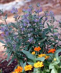 Image result for Caryopteris odorata