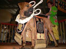土佐犬 freeml bygmo 闘犬 動物 桂浜