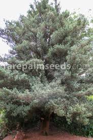 Image result for Podocarpus latifolius