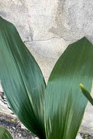 Image result for Aspidistra