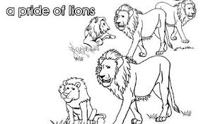 Baby lion first starts to crawl and then over time learn to walk. Collective Nouns A Pride Of Lions Kidspot