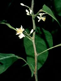 Image result for Lindackeria