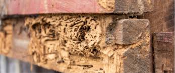 Fortunately, va loan rules are designed to protect the buyer and the property the va borrower wants to purchase. Termite Inspection Nexus Pest Solutions