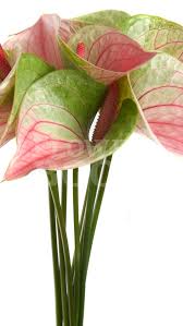 Anthurium Fantasy Love Improved Hochzeit