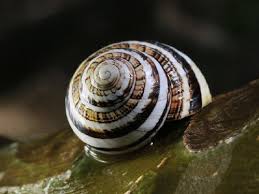 Image result for Polymixis polymita