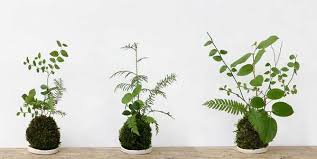 Check spelling or type a new query. Kokedama Cosa Sono E Come Realizzarli Greenme