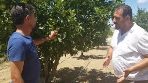 Fidan ve ağaç budama zamanı. Agac Kurumasi 100 De 100 Gubre Toprak Duzenleyici Sivi Gubre